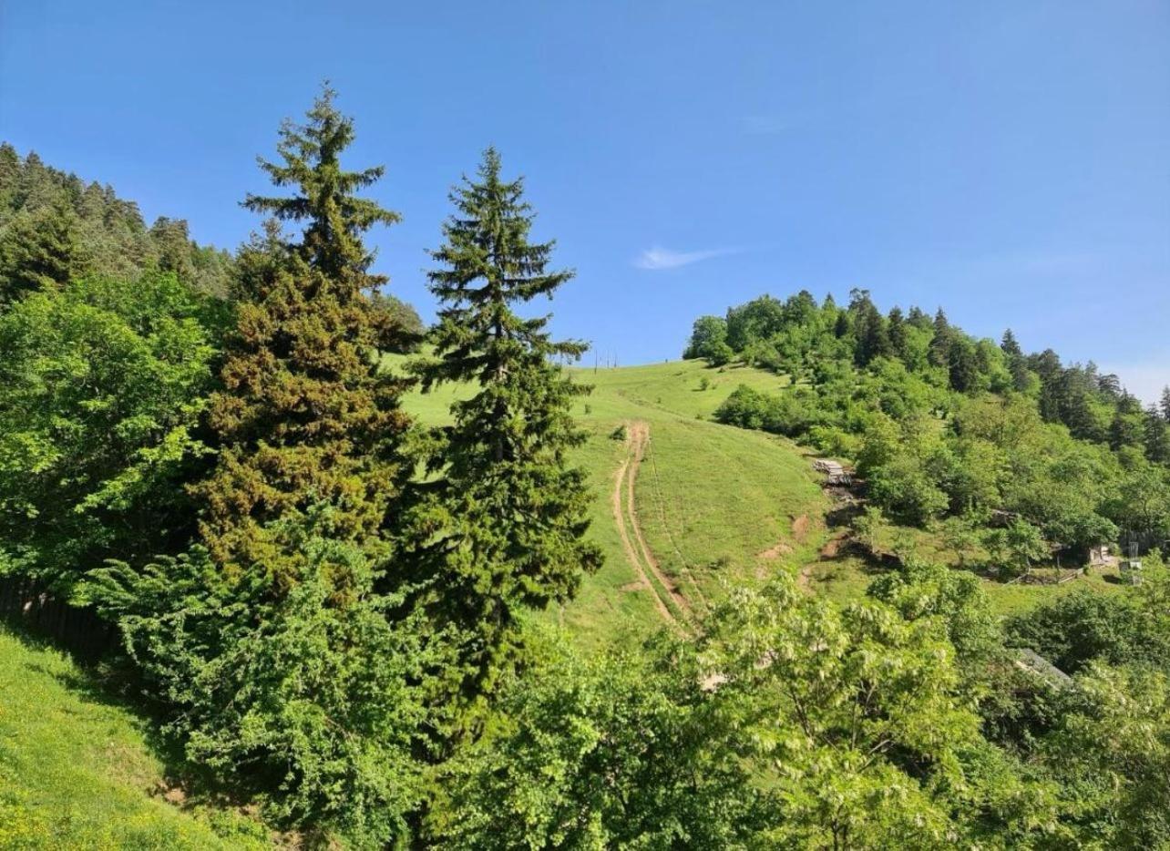 Qvibisi Holiday Borjomi מראה חיצוני תמונה